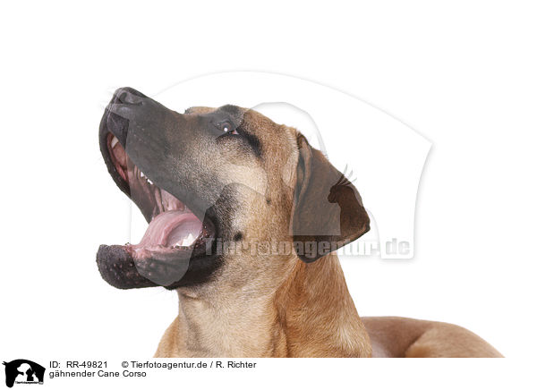 ghnender Cane Corso / RR-49821