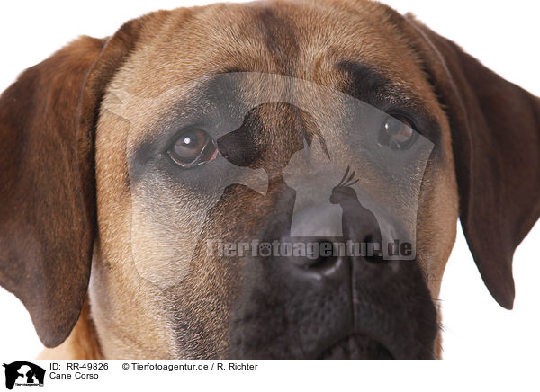 Cane Corso / RR-49826