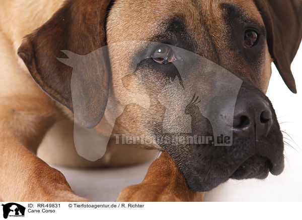 Cane Corso / Cane Corso / RR-49831