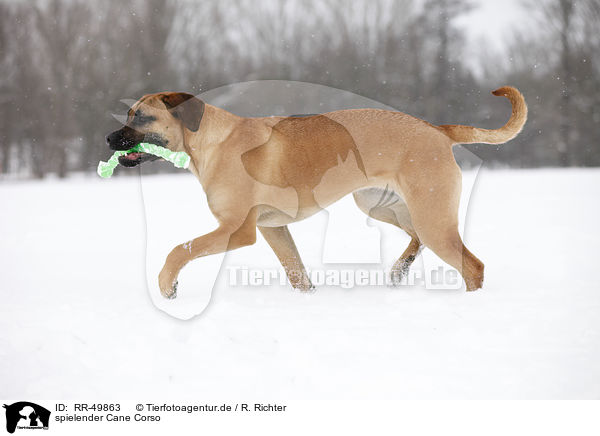 spielender Cane Corso / playing Cane Corso / RR-49863