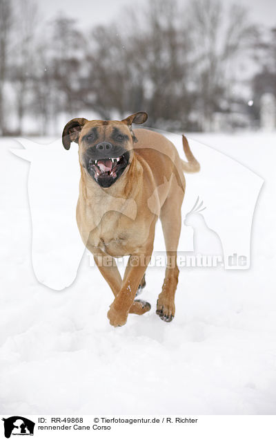 rennender Cane Corso / running Cane Corso / RR-49868