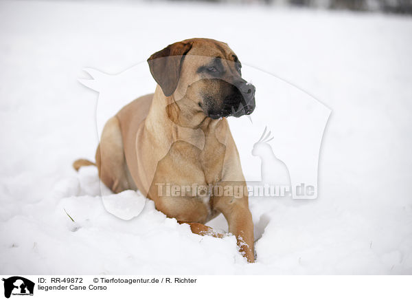 liegender Cane Corso / RR-49872