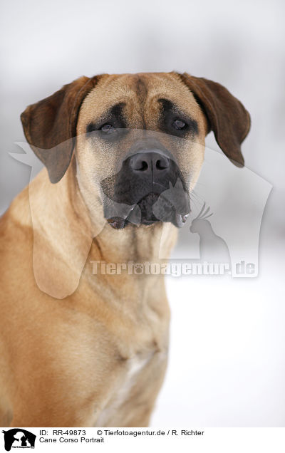 Cane Corso Portrait / RR-49873