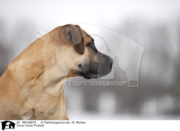 Cane Corso Portrait / RR-49875
