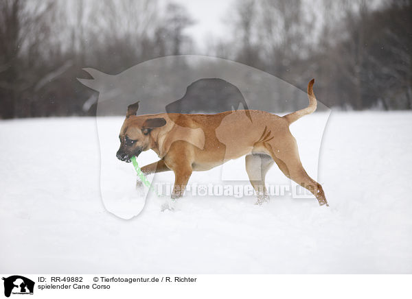 spielender Cane Corso / RR-49882