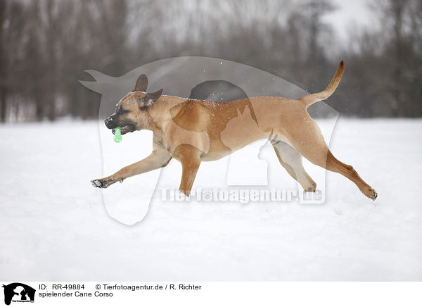 spielender Cane Corso / RR-49884