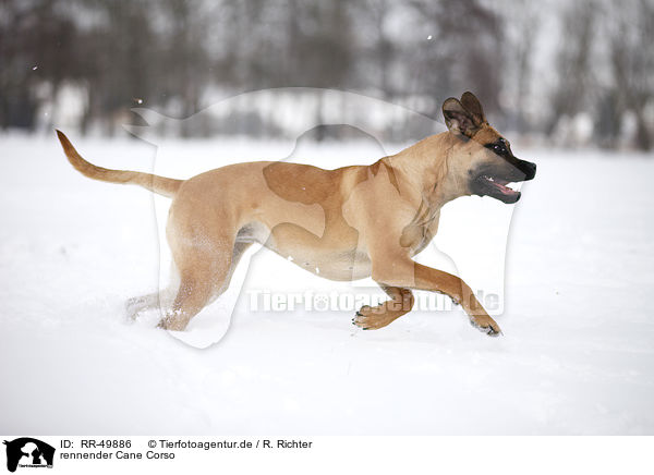 rennender Cane Corso / RR-49886