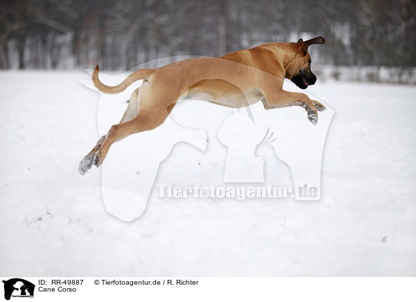 Cane Corso / RR-49887