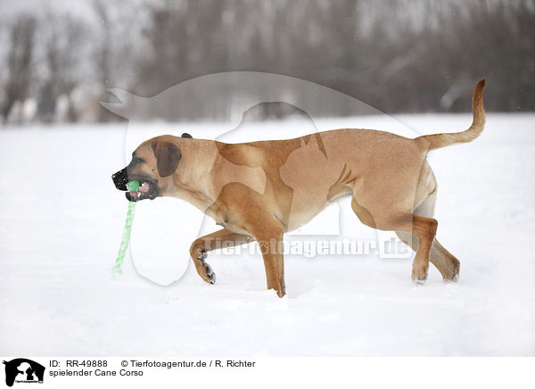 spielender Cane Corso / RR-49888