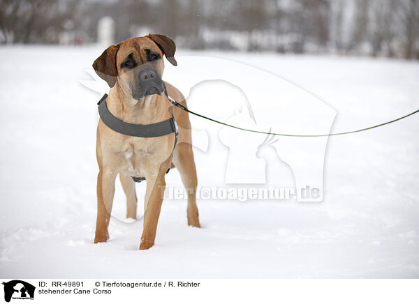stehender Cane Corso / RR-49891