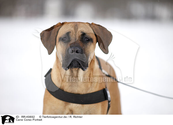 Cane Corso Portrait / Cane Corso Portrait / RR-49892