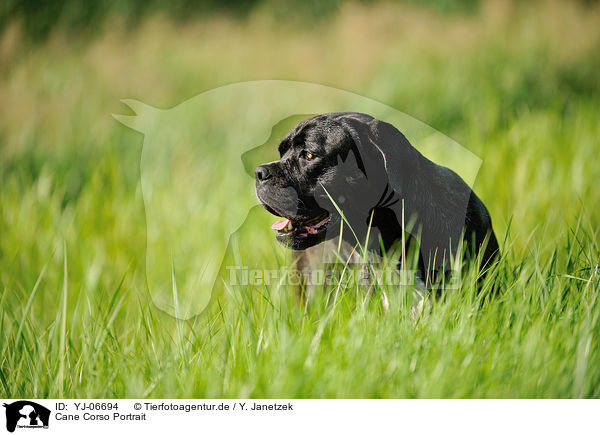 Cane Corso Portrait / YJ-06694