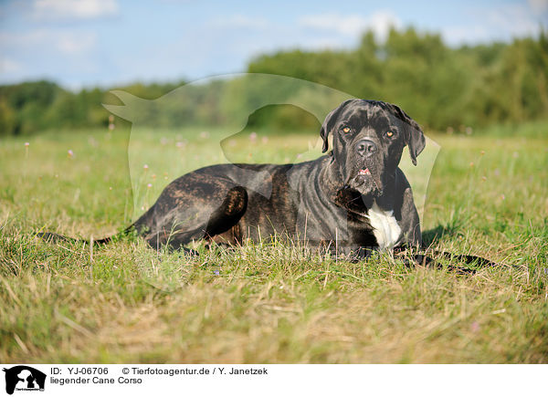 liegender Cane Corso / lying Cane Corso / YJ-06706