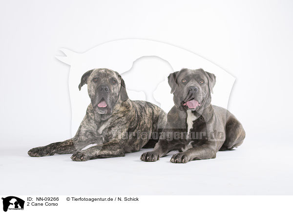 2 Cane Corso / NN-09266