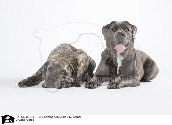 2 Cane Corso / NN-09270