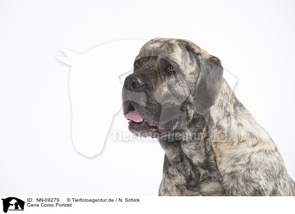 Cane Corso Portrait / NN-09279