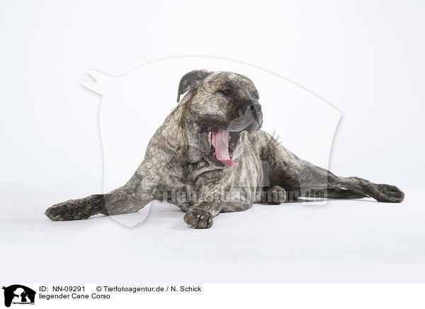 liegender Cane Corso / NN-09291