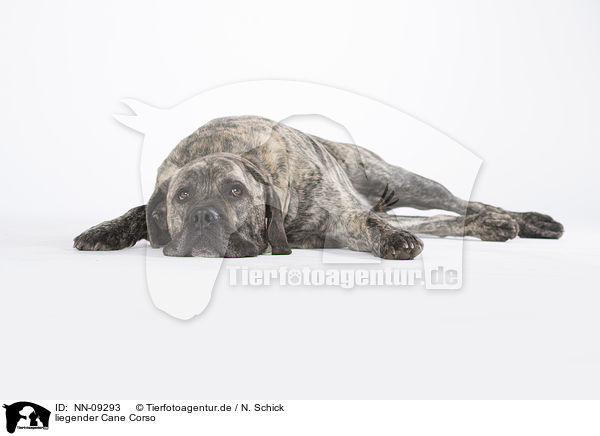liegender Cane Corso / NN-09293