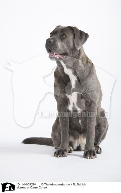 sitzender Cane Corso / NN-09294
