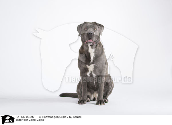 sitzender Cane Corso / NN-09297