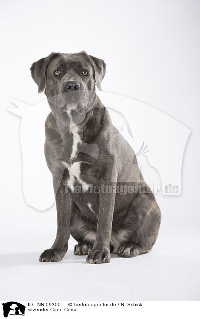sitzender Cane Corso / NN-09300