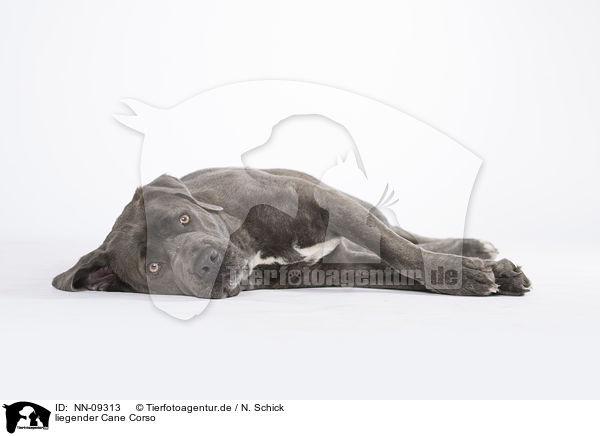 liegender Cane Corso / NN-09313