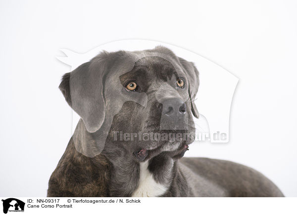 Cane Corso Portrait / NN-09317