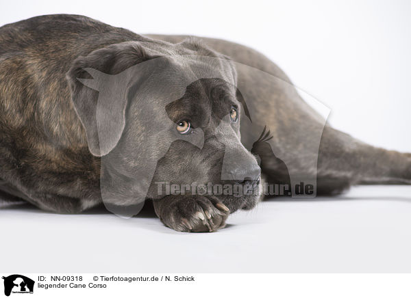 liegender Cane Corso / NN-09318