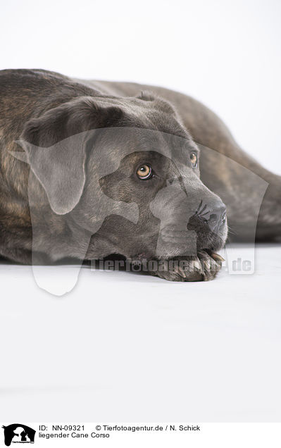 liegender Cane Corso / NN-09321