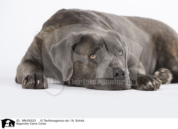 liegender Cane Corso / NN-09323