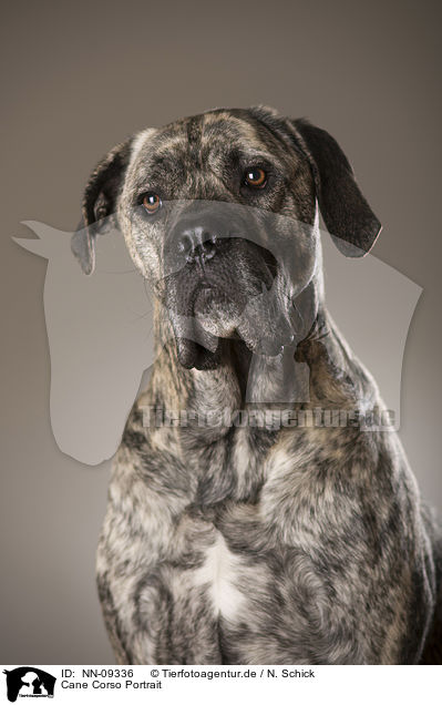 Cane Corso Portrait / NN-09336