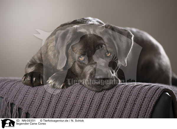 liegender Cane Corso / NN-09351