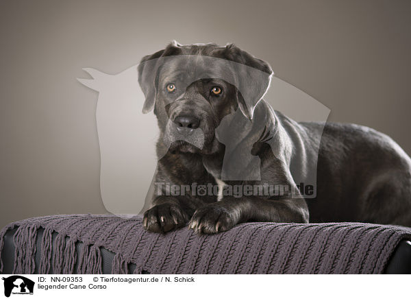 liegender Cane Corso / NN-09353