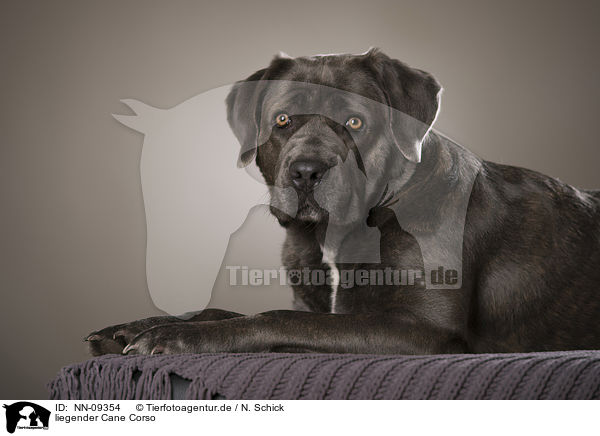 liegender Cane Corso / NN-09354