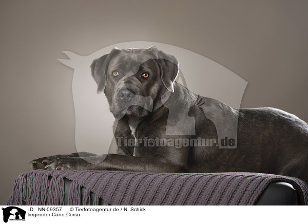 liegender Cane Corso / NN-09357