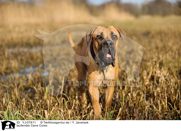 laufender Cane Corso / walking Cane Corso / YJ-07811