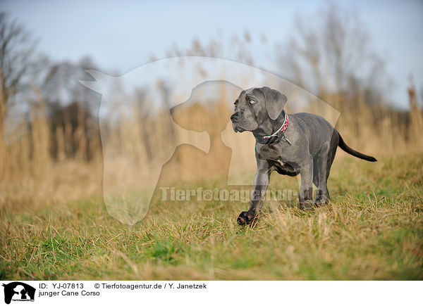 junger Cane Corso / young Cane Corso / YJ-07813