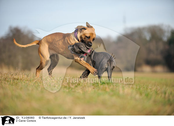 2 Cane Corsos / YJ-08060