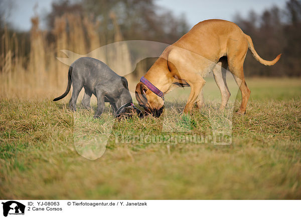 2 Cane Corsos / YJ-08063