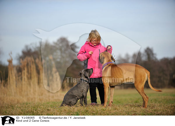 Kind und 2 Cane Corsos / child and 2 Cane Corsos / YJ-08065