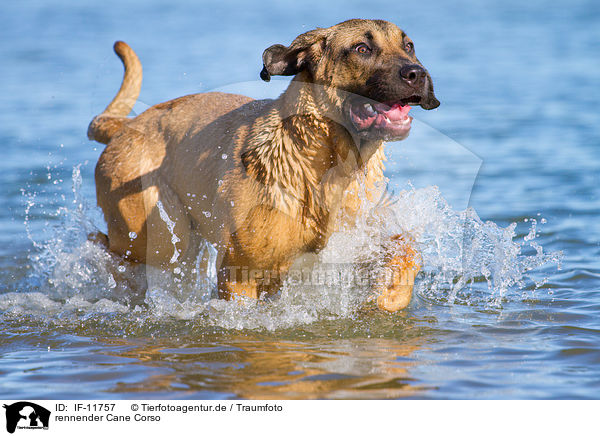 rennender Cane Corso / IF-11757