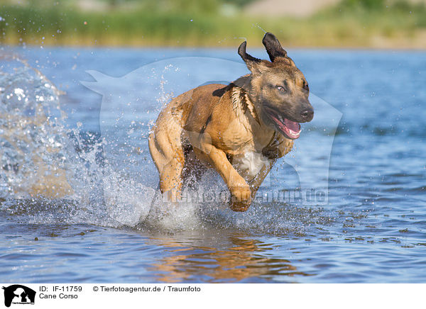Cane Corso / IF-11759