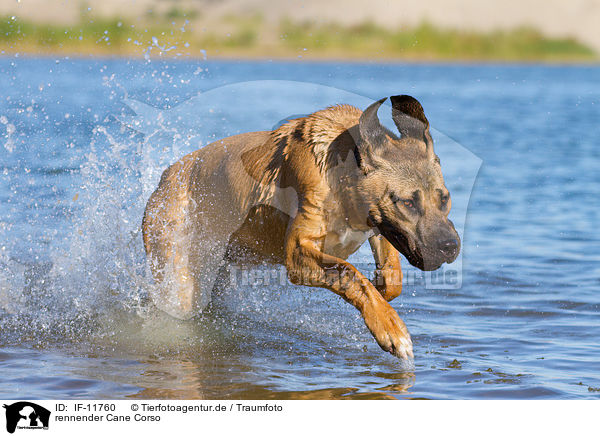 rennender Cane Corso / IF-11760