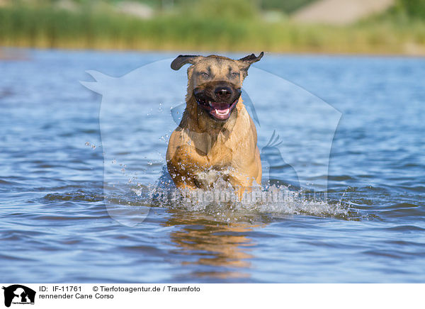 rennender Cane Corso / IF-11761