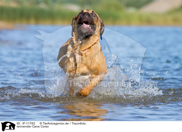 rennender Cane Corso / running Cane Corso / IF-11762