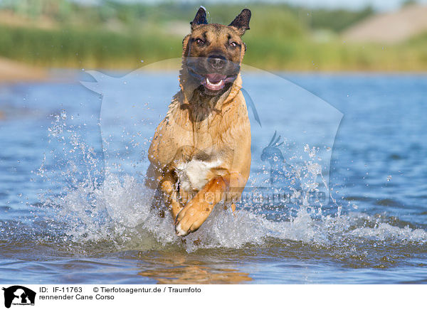 rennender Cane Corso / running Cane Corso / IF-11763