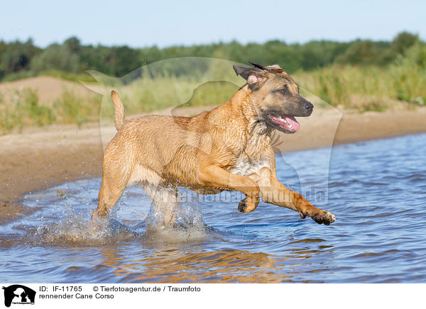 rennender Cane Corso / IF-11765