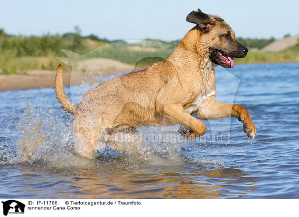 rennender Cane Corso / IF-11766