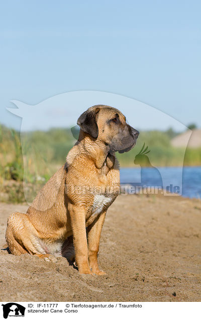 sitzender Cane Corso / IF-11777