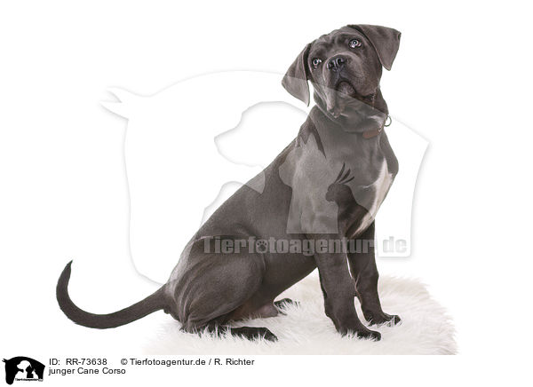 junger Cane Corso / young Cane Corso / RR-73638